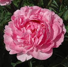 Пион травянистый Питертье Фринд в тубе